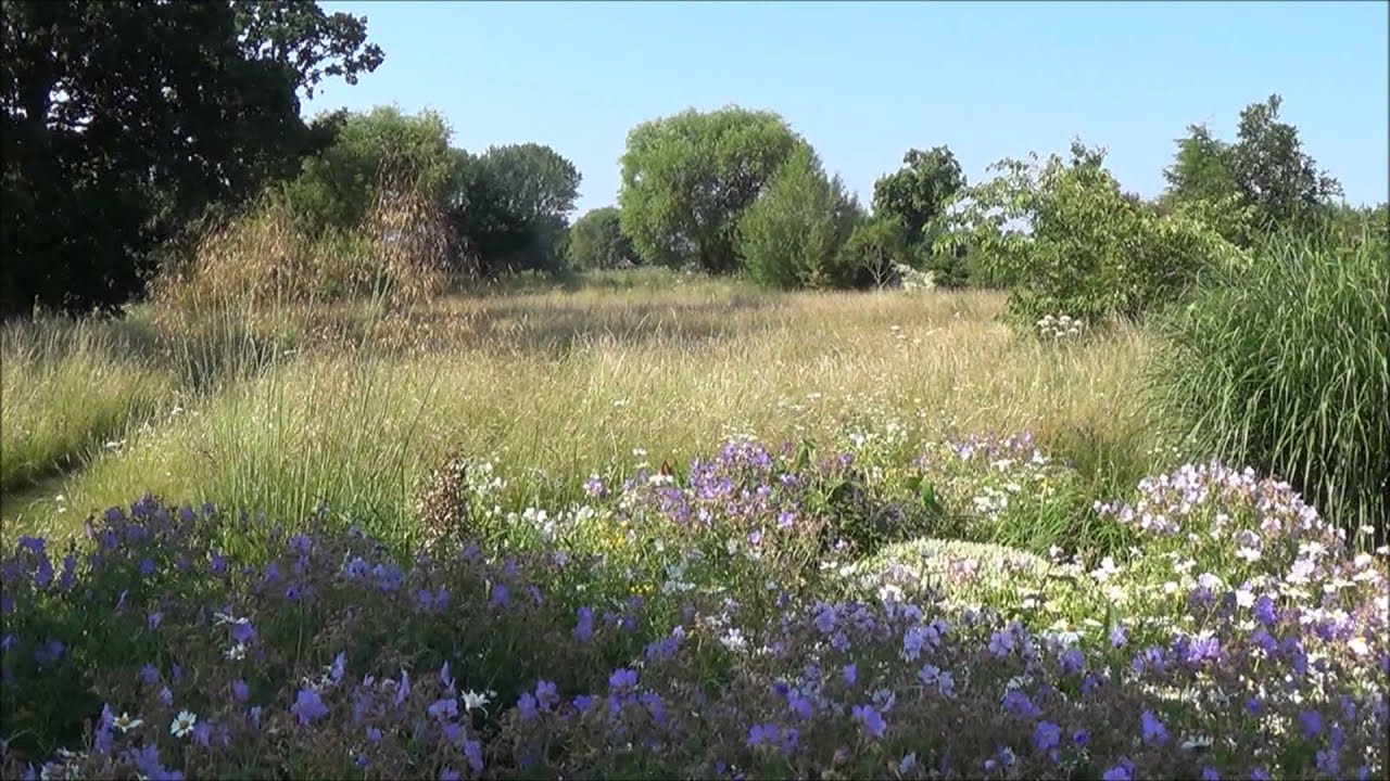 Wildflower meadow 