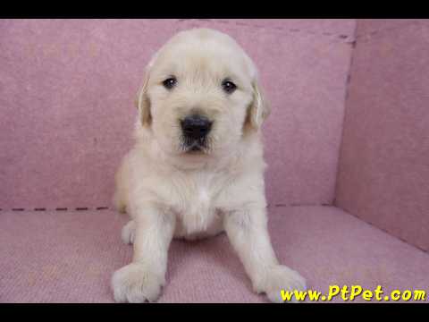 01/10黃金獵犬公幼犬3號