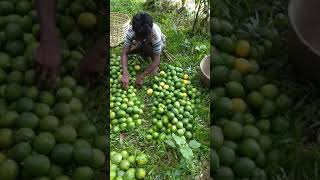 preview picture of video 'আদা জামির, পাথারিয়া পাহাড়।aada lemon,2018'
