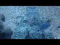 Flying fish in Side, Turkey, Side Azura Dive Center, Side-Sorgun, Türkei