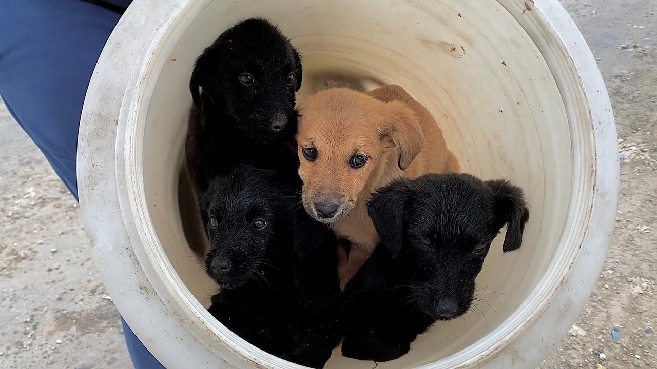 We went to rescue two puppies, but ended up saving them all.