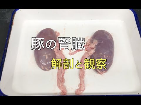 , title : '豚の腎臓の解剖と観察'