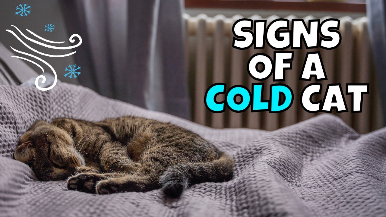 WARNING: 7 Hidden Signs Your Cat is Too Cold 🥶😿