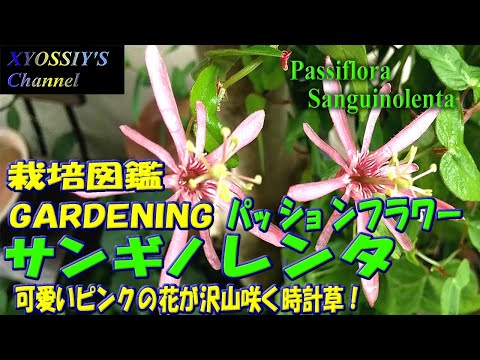 トケイソウ・カエルレア