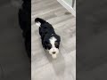 Mini Bernedoodle dogs for sale: Bruno - Video 1