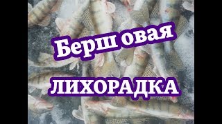 На что ловить берша в лаишево
