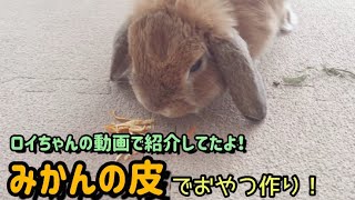 みかんの皮でうさぎ用おやつ作り♪【rabbit eat orange peel】