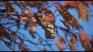 В Иркутской области жертвами мошенников стали двое мужчин и семь женщин