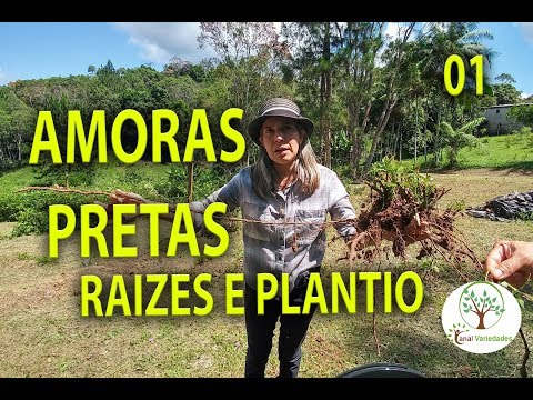 , title : 'CULTIVO DE AMORAS, RAIZES E PLANTIO CORRETO 01, Plantar em Casa'
