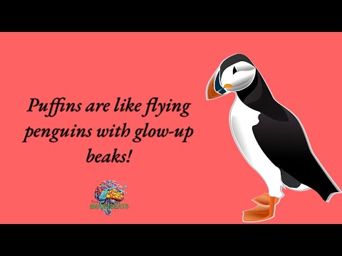 Puffins are like flying penguins with glow-up beaks! #brainbeats