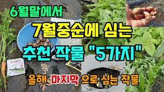 6월말에서 7월중순 심는 작물 5가지 이렇게 심으면 잘자라고 수확도 빨라요 #7월에심는작물 #6월에심는작물