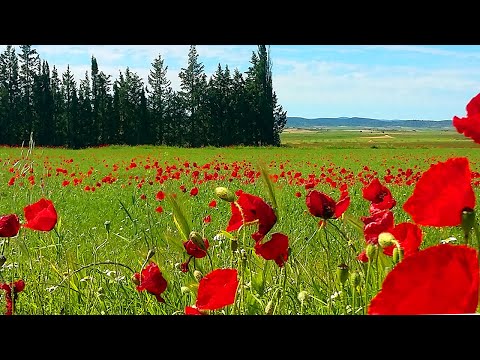 Relaxing Nature Ambience Meditation 🌹Healing Sounds of SPRING in a Poppy Meadow on a Sunny Morning#4