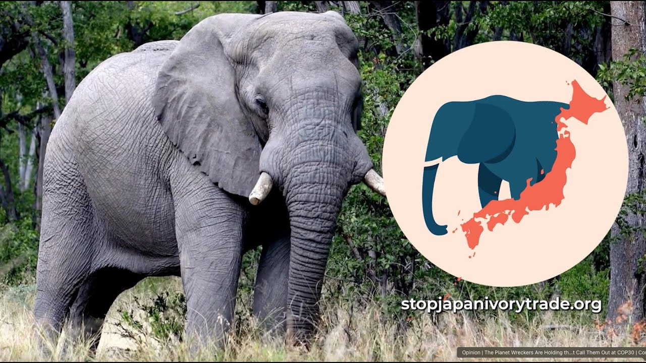 Tokyo Continues to Miss the Mark in Addressing Ivory Industry Subsidies