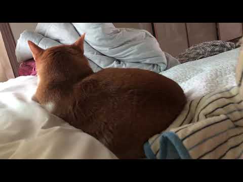 고양이 딸꾹질하는 영상