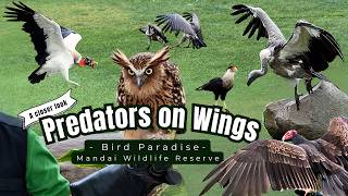 Predators on Wings – Close Up Best Moments in Slow Motion Highlights | Bird Paradise Singapore