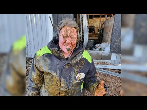 Mjölkbonden hamnade i bajsfontän: "Kaskad av koskit" | TV4 Nyheterna | TV4 & TV4 Play