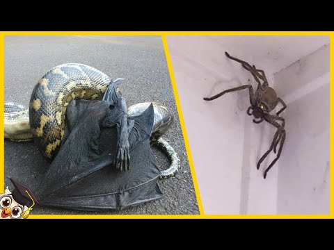 30 Most Dangerous Animals in Australia