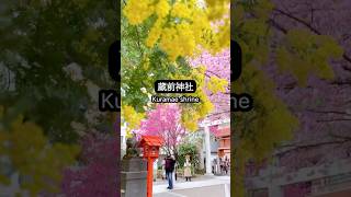 ミモザと桜が同時に見られる蔵前神社