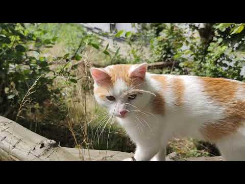 Katzenvideo , Cat walks in the sun , relaxing music ,cat tv