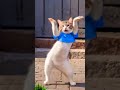 Balle Balle Catdance