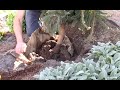 How To Plant An Evergreen Tree Or Shrub