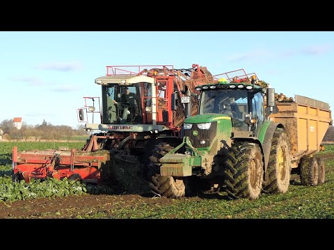 Agrifac Big Six 12-Row Sugarbeet Harvester working in The field Harvesting | Danish Agriculture