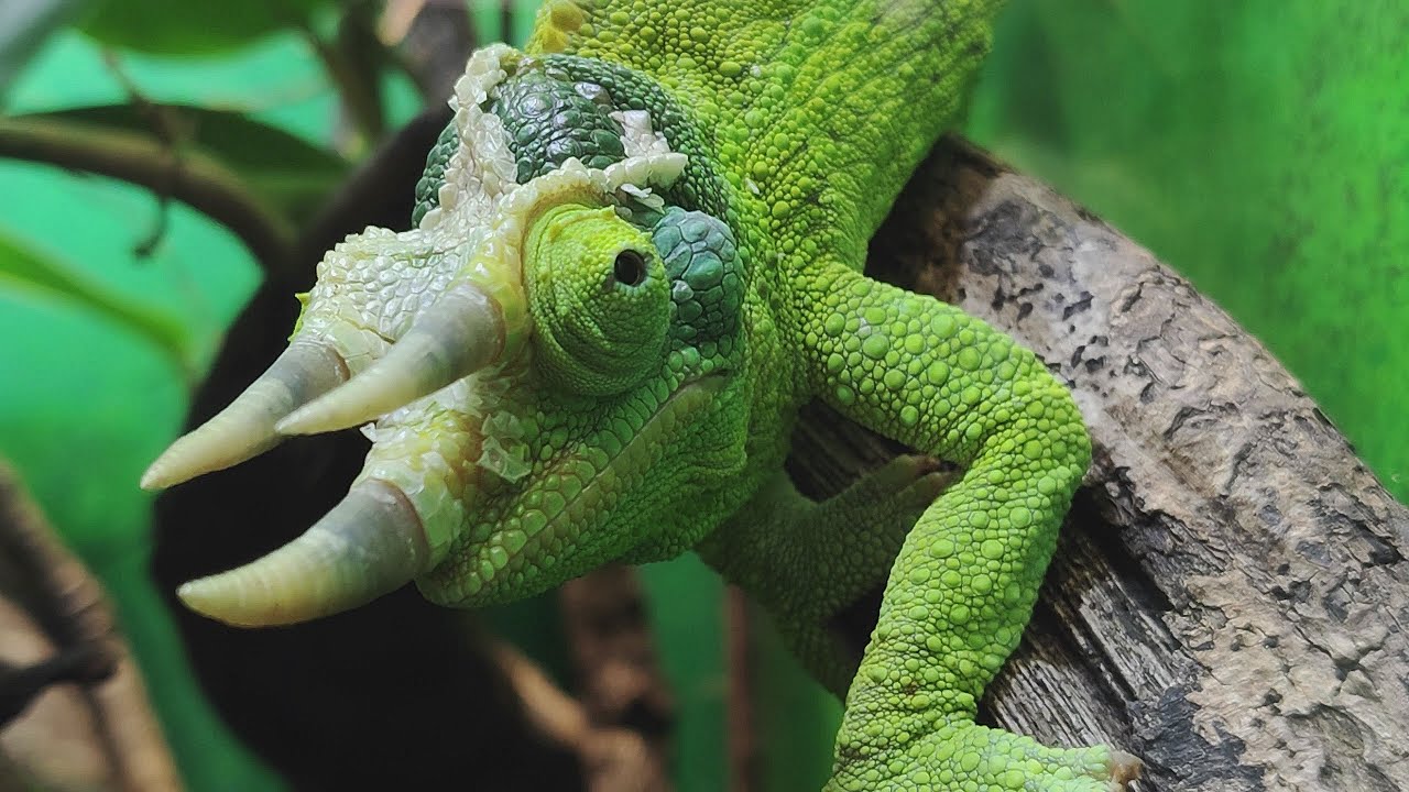See numerous reptiles at Oslo Reptile Park.