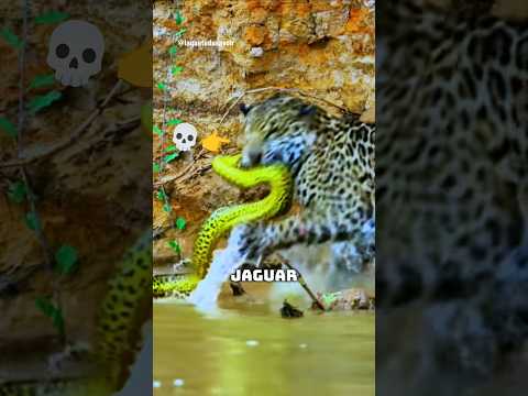MOMO LE JAGUAR 💀