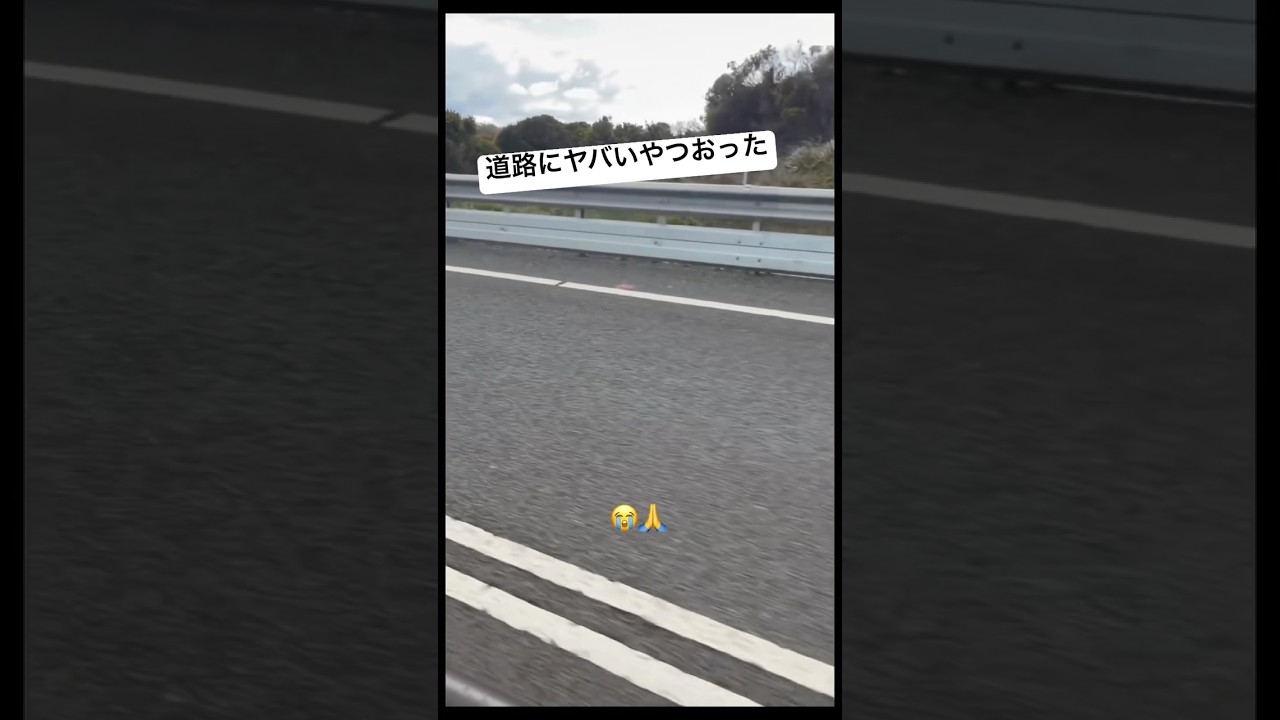 道路にヤバいやつおった
