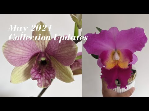 May 2021 Orchid Collection Update | Blooms Galore & A Garden Walk in NYC - Buttercup is Back!