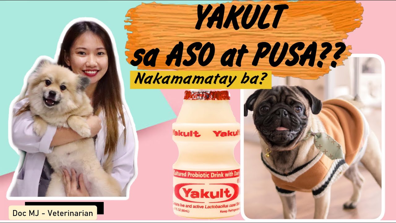 Putar video DIARRHEA OR CONSTIPATION || YAKULT FOR DOGS || DOC MJ VETERINARIAN|| FREE ADVICES FOR YOUR PETS sekarang DIARRHEA OR CONSTIPATION || YAKULT FOR DOGS || DOC MJ VETERINARIAN|| FREE ADVICES FOR YOUR PETS