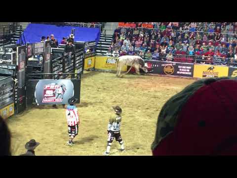 Bull Riding   the demise of Bangor Bob the snowman