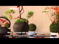 Japan: Magnetic base allows bonsai tree to float