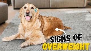 Is your Golden Retriever Overweight? How to find out?