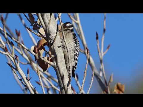 Ladder-backed Woodpecker