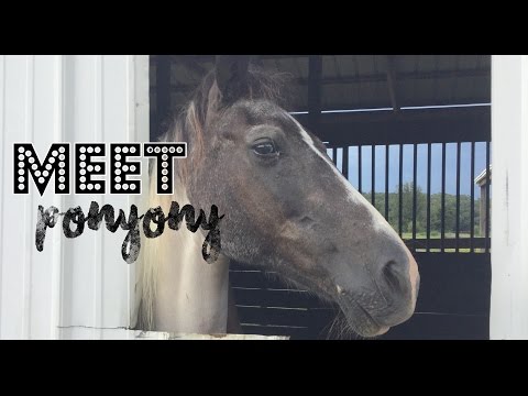 Meet my pony, Ponyony!