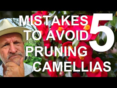 Five Mistakes to Avoid Cutting, Trimming and Pruning Camellias