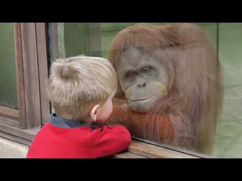 Quand un adorable bébé parle avec les animaux de la façon la plus mignonne qui soit