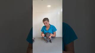Looking for a satisfying video? I have you covered 🐱 #cat #catgrooming #catvideos #cute #fyp