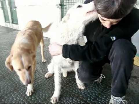 APASOS VITORIA- LUNERA (REF: 110101) ADOPTADA!!!!