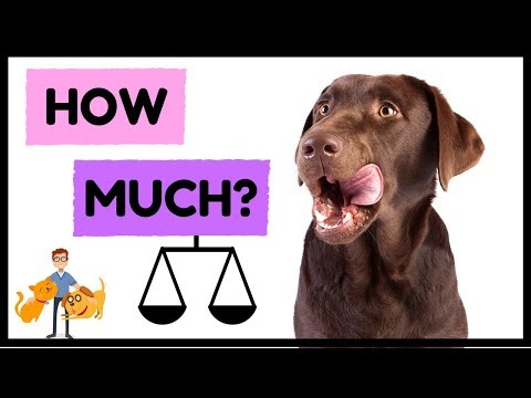 How Much Should Your Pet Weigh and How Much to Feed Your Dog or Cat