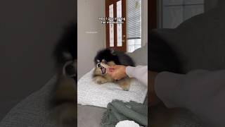 How I give my dog her medication 💊 #pomeranian #dog