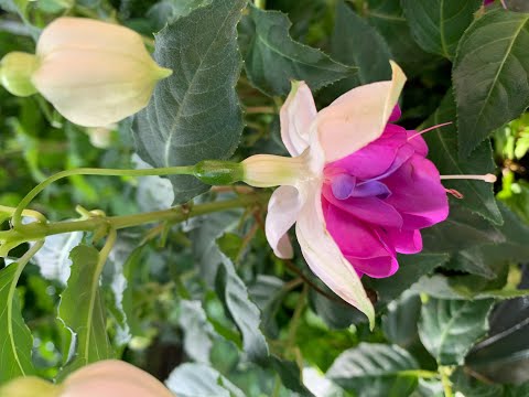 ロイヤル フクシア、フクシア レジア