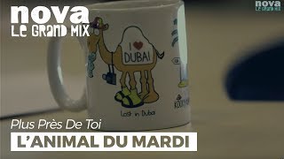 L'hippocampe, l'animal du mardi de François Rollin | Plus Près De Toi