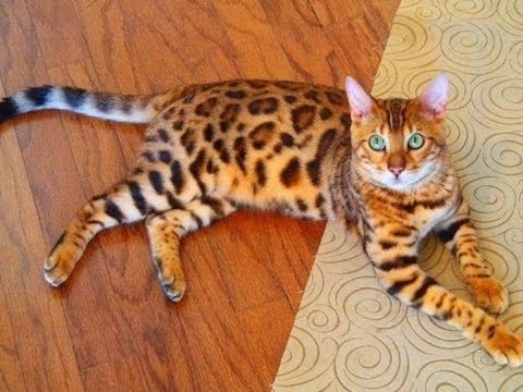 What's So Special About Bengal Cat Personality? Bengal Cat