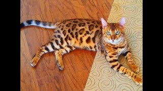 What's So Special About Bengal Cat Personality? Bengal Cat