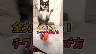 犬、ストイックすぎる。 #犬との暮らし #chihuahua #dog #チワワ #癒し