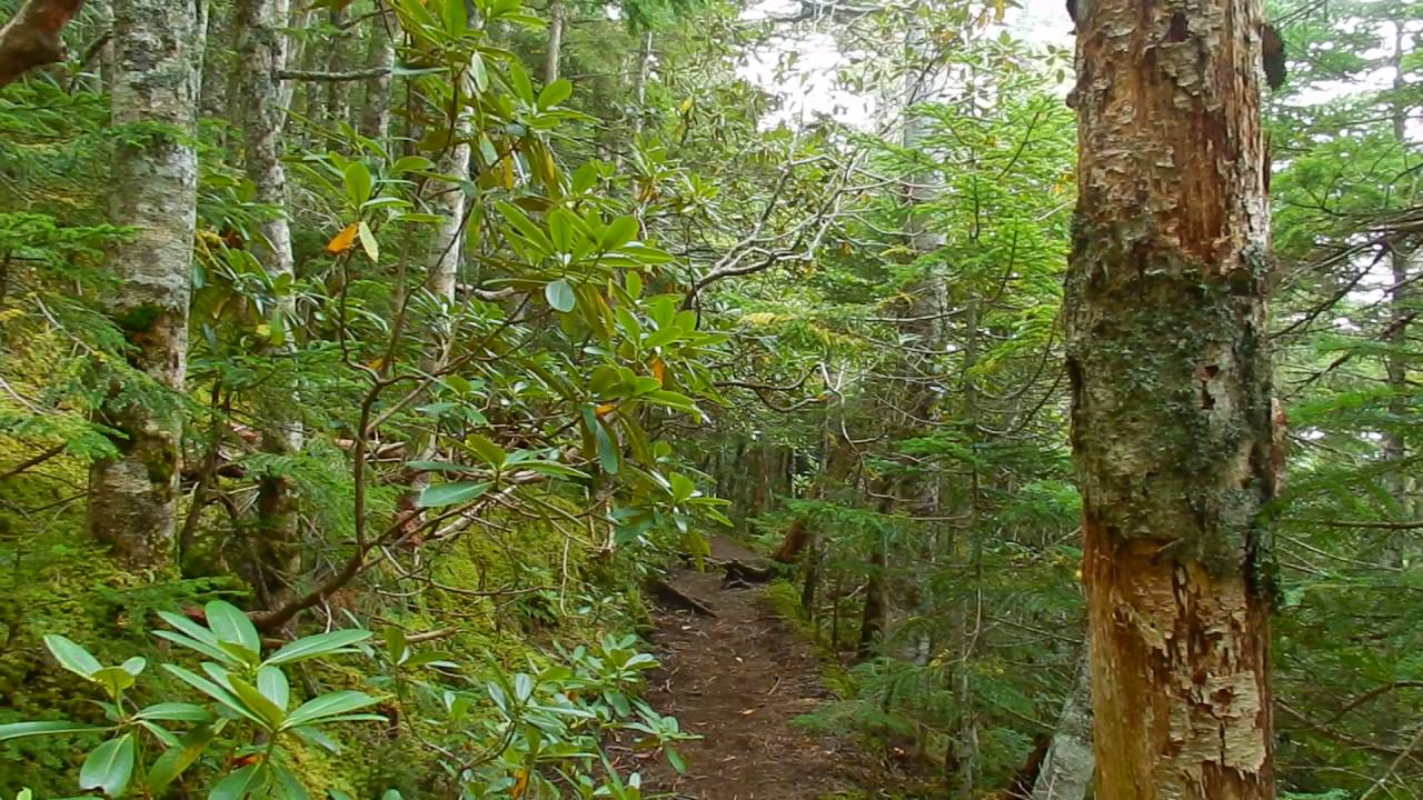 富士山 御中道の森
