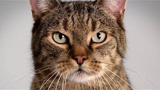 Mercedes vs Jaguar (Commercial "Battle")