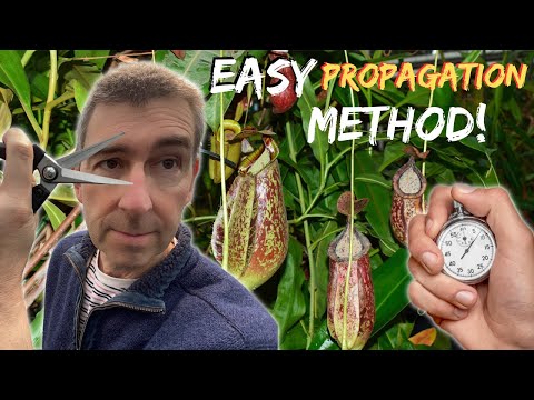 Propagate NEPENTHES (pitcher plant) the EASY Way! (In Less Than a Minute)